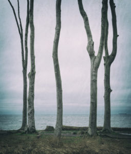 Deutschland, Mecklenburg-Vorpommern, bei Rostock, Gespensterwald an der Ostsee im Winter, analoge Bearbeitung, Deutschland, Mecklenburg-Vorpommern, bei Rostock, Gespensterwald an der Ostsee im Winter, analoge Bearbeitung,